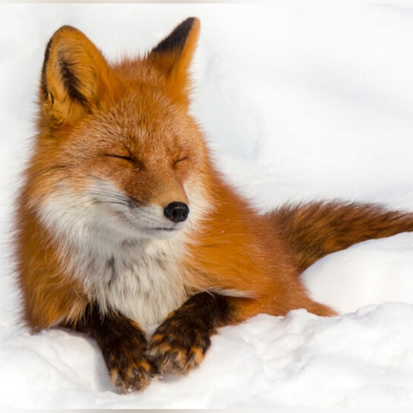 theviolette_fox